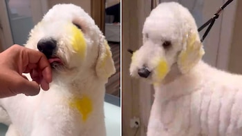 Tiñó a un perro como