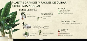 INFOGRAFIAS PLANTAS LIVING DECO