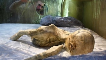 Tatuajes: cinco milenios de símbolos y rituales sobre la piel