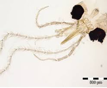 Así luce Phlebotomus simonahalepae