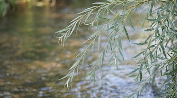Primer plano de ramas de sauce con hojas verdes largas y estrechas colgando sobre un río. El agua del fondo se ve ligeramente desenfocada.