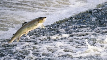 Un paso más cerca de prohibir la pesca del salmón en España: los científicos dictaminan a favor de catalogar la especie como en peligro de extinción