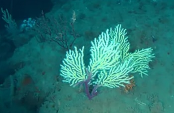 Un coral con forma de abanico de color verde claro y ramificación púrpura sobre el suelo marino verdoso