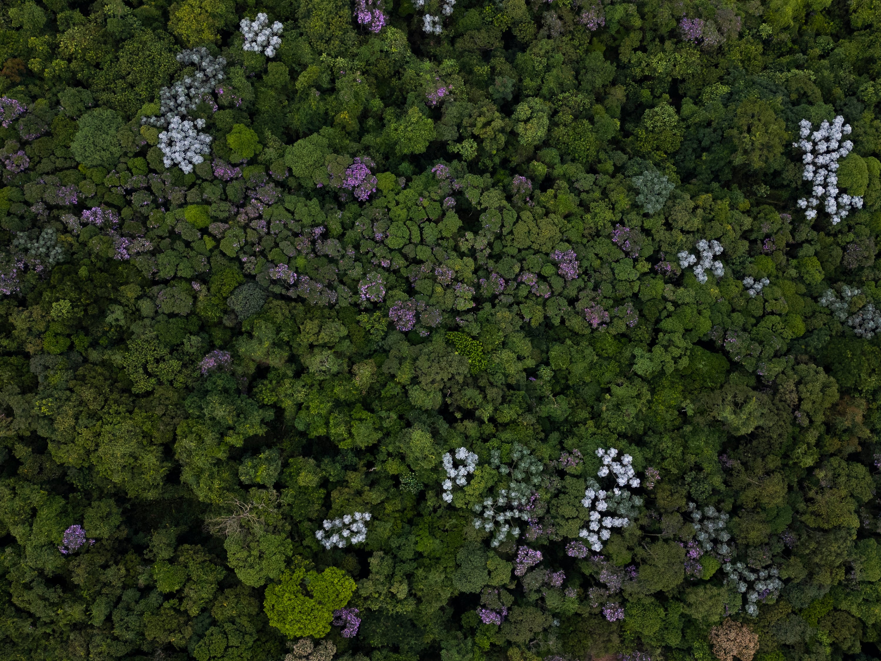 El rejuvenecimiento forestal se debe al reemplazo de bosques antiguos por vegetación joven, que ya representa el 11% de la selva atlántica brasileña (EFE/ Isaac Fontana)