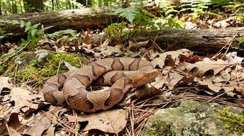 Serpiente cabeza de cobre enrollada sobre hojas secas y ramas pequeñas en el suelo de un bosque, con musgo y un tronco caído al fondo.