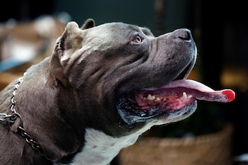 Los propietarios de perros de