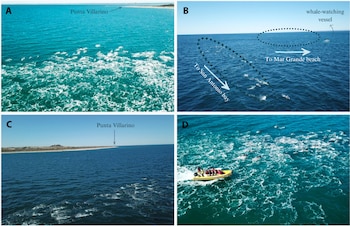 La presión de las orcas