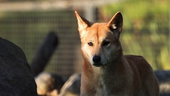 Perro de pelaje castaño claro con orejas erguidas y hocico negro en un espacio al aire libre con rocas