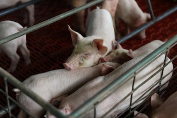 La guía incorpora tecnologías como biodigestores, compostaje, humedales artificiales y lagunas de estabilización para reducir la carga contaminante de la actividad porcina. Tomada de MiAmbiente