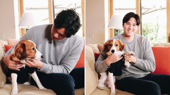 El perro de Shohei Ohtani se roba el show en la entrega del MVP de la Liga Americana (X @Angels)
