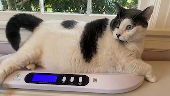 Patches pesaba casi 20 kilos