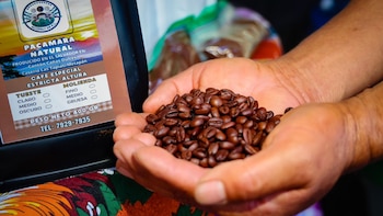 Una ruta turística te lleva directo al aroma del café salvadoreño