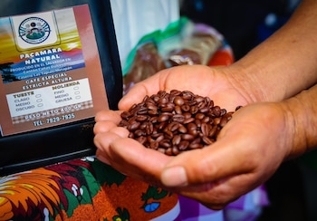 El IV Festival del Café en Chalatenango Sur reunió a productores, emprendedores y visitantes para celebrar el café salvadoreño. (Cortesía: Secretaría de Prensa de la Presidencia)