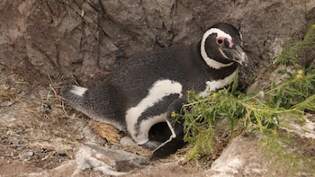 Detectaron “químicos eternos” en pingüinos de la Patagonia: qué implica el hallazgo, según los científicos