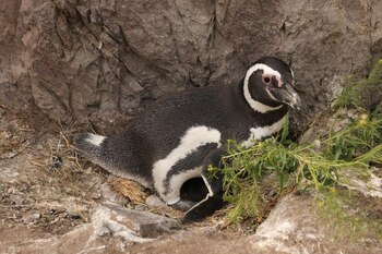 Un pingüino de Magallanes adulto, con plumaje blanco y negro, está acostado en un nido de hierba y tierra junto a una pared rocosa, con plantas verdes