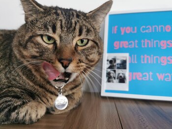 Los felinos son muy buenos