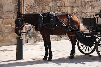 Un caballo tira de un carruaje en Palma. (Progreso en Verde)