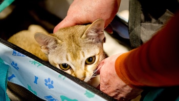 El gato singapura, tiene pelo