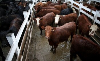 La carne bajó porque