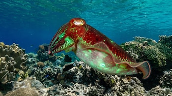 Una sepia de color rojizo con manchas fluorescentes de color verde nada sobre un arrecife de coral en agua marina clara.