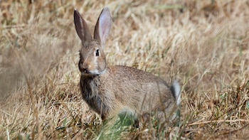Ejemplar de conejo fotografiado en Burgos. (euqirneto/iNaturalist CC BY 4.0)