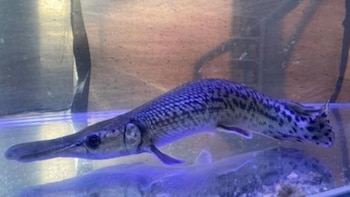 Conoce cuál es el acuario