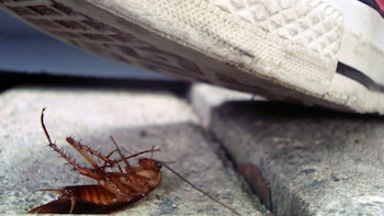 Pisar las cucarachas es una