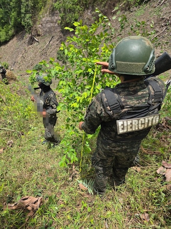 El cultivo de marihuana ocupaba unas tres manzanas de terreno en la zona montañosa de Colón. Las autoridades informaron que durante 2026 han asegurado 36 plantaciones de hoja de coca en distintas regiones del país. (Foto: Fuerzas Armadas de Honduras)
