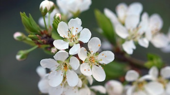 Las flores del ciruelo, de