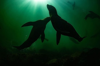 Este santuario alberga a más