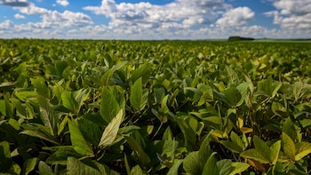 Nuevas exigencias europeas suman complejidad a la logística de la soja argentina