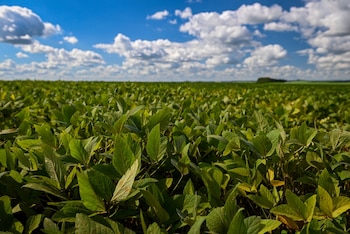 La normativa europea prohíbe expresamente el denominado “balance de masa”, es decir, la mezcla de mercadería con trazabilidad validada junto con producto de origen desconocido o no conforme (Foto: Shutterstock)