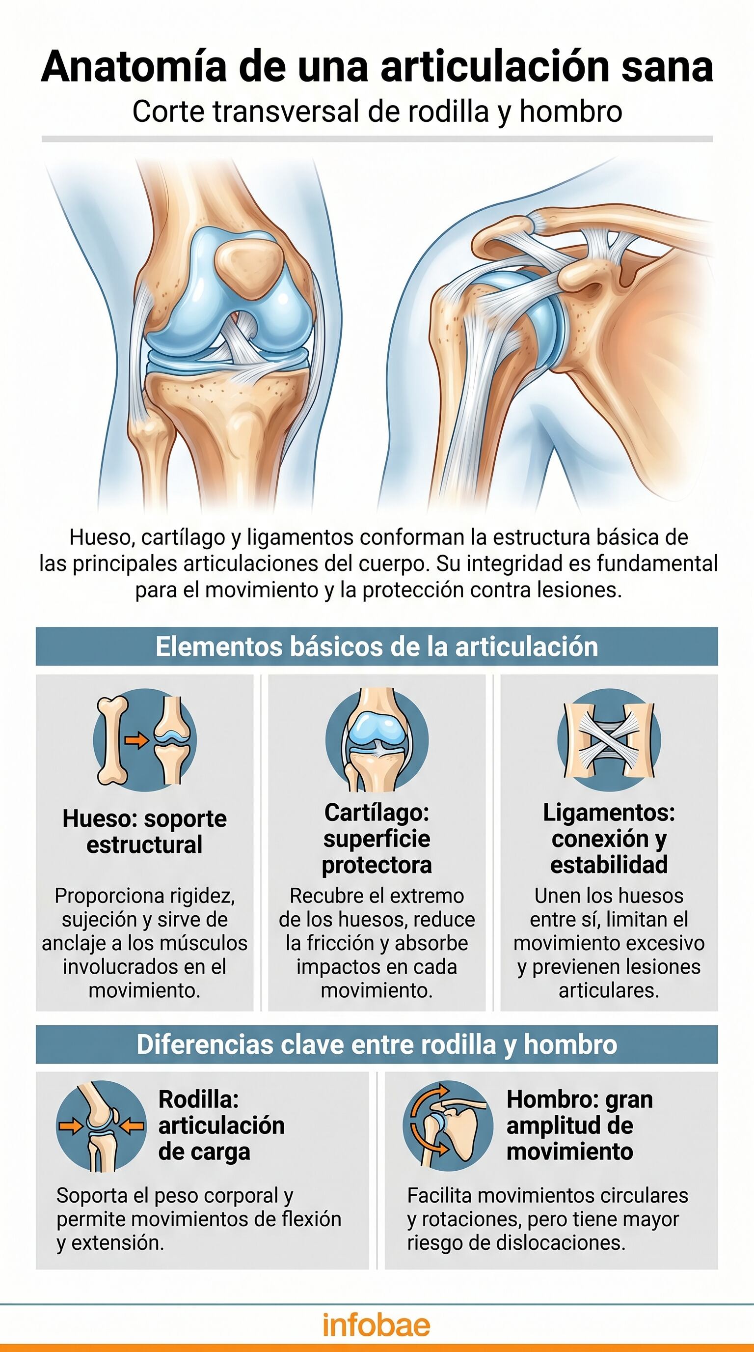 El colágeno, presente en caldos de hueso, gelatinas y suplementos, aporta elasticidad y favorece la recuperación de los cartílagos articulares, desempeñando un papel clave en la prevención de lesiones y el mantenimiento de la flexibilidad en rodillas y hombros - (Imagen Ilustrativa Infobae)