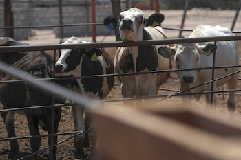 El gremio ganadero, encabezado por Asoganorte, denuncia que el alza en el avalúo catastral pone en jaque a pequeños y medianos productores rurales - crédito EFE