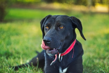 Primer plano de un perro negro con collar rojo recostado en la hierba, su lengua rosa toca su hocico, tiene ojos ámbar y una mancha blanca en el pecho