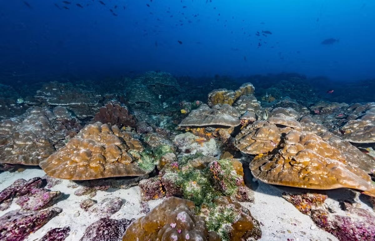 El calentamiento del océano en Galápagos puede reducir el plancton, las algas y los peces pequeños que sostienen la cadena alimentaria marina. (Foto cedida por Greg Asner)