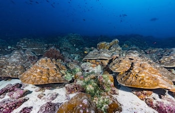 El calentamiento del océano en Galápagos puede reducir el plancton, las algas y los peces pequeños que sostienen la cadena alimentaria marina. (Foto cedida por Greg Asner)