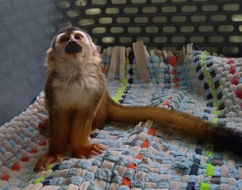 El primate fue trasladado a un centro de manejo autorizado, donde recibirá atención veterinaria especializada. Crédito: MINAE
