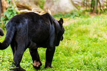 Panamá registra seis especies de