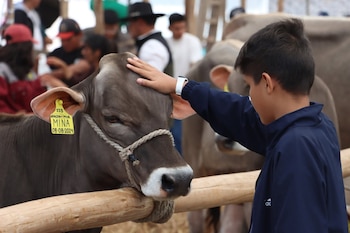 vacas