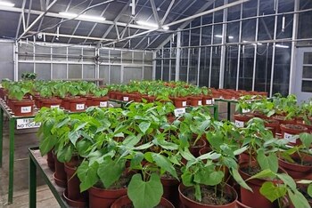 Marca un avance importante hacia