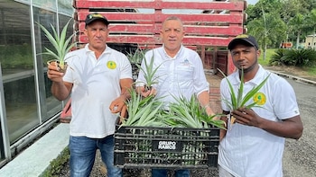 El reporte publicado en junio de 2026 detalla una expansión agrícola con cambios por rubro y año, y deja una pista sobre el factor que más empujó la tendencia (Foto cortesía Ministerio de Agricultura de República Dominicana)