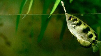 El pez arquero es famoso