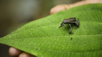 En la selva se puede