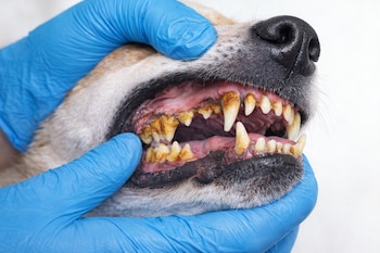 Una mano con guante azul abre la boca de un perro para mostrar sus dientes con una notable acumulación de sarro amarillo y encías enrojecidas.