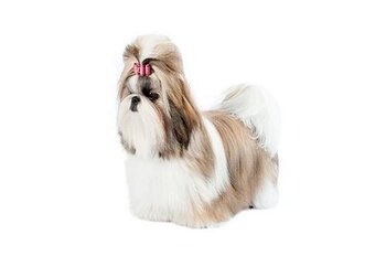 Perro Shih Tzu (Foto: purinalatam.com)