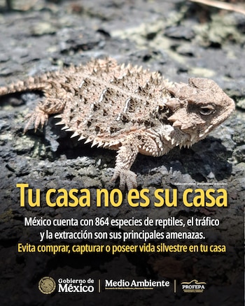 Profepa implementa campaña contra la venta ilegal de animales silvestres en redes sociales. (Profepa)