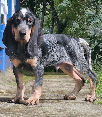 El proceso de reconocimiento internacional