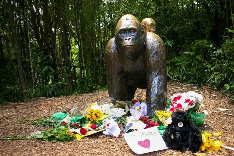Uno de las esculturas en homenaje a Harambe (Reuters)