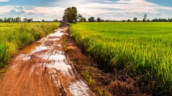 “Hormigas”, un cuento de Fernando Rouaux